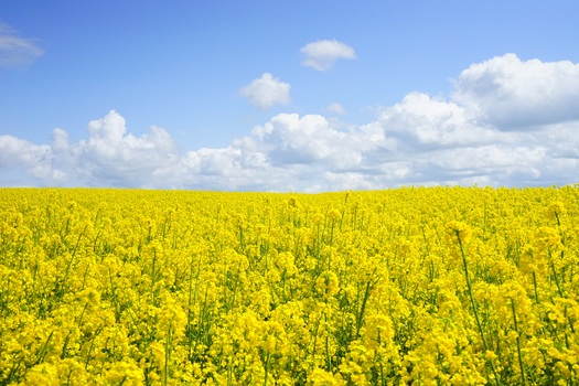 field-of-rapeseeds-oilseed-rape-blutenmeer-yellow-46164-medium
