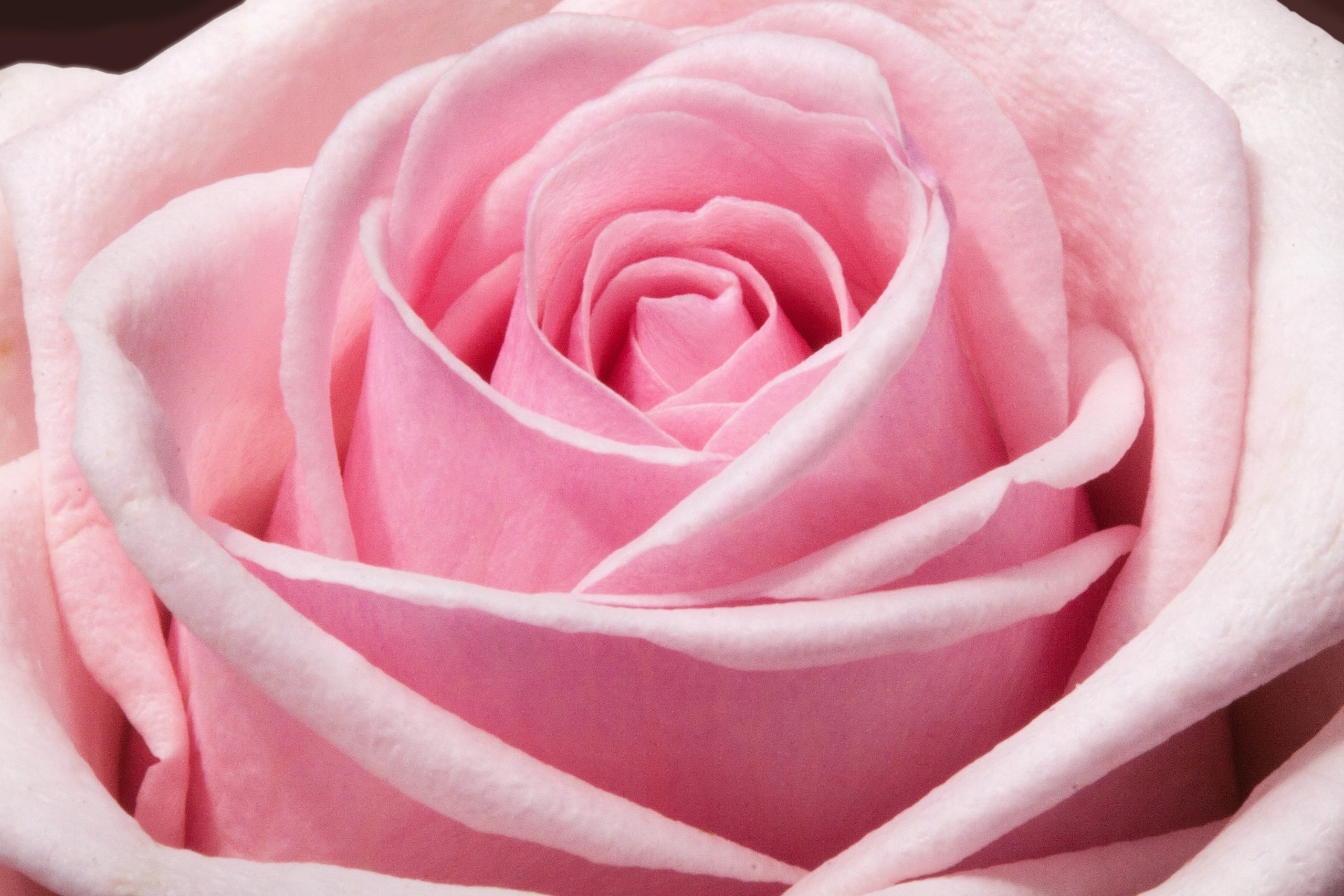 rose-composites-flowers-spring-54323