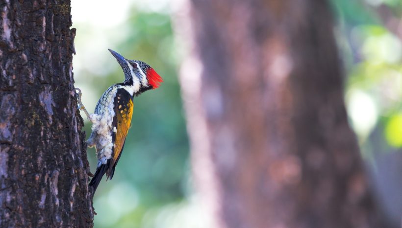 The Woodpecker Call