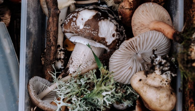 8 Types of Mushrooms & Their Health Benefits