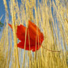 Wind