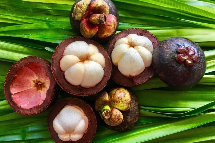 MANGOSTEEN MANGOSTEEN
