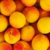 Apricots